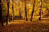 Autumn scene with fall leaves at Mingo Creek Park in Pennsylvania