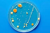 UTI Treatment Is in Crisis