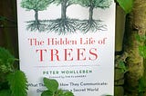 The book, The Hidden Life of Trees, sitting in the branches of an apple tree. (photo by Edward Breen).