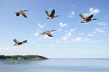 Five birds fly in a blue sky over the water