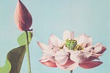 Photo of a water lily, colorized with pastel shades of pink, yellow, green, and blue.