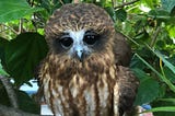 The Owl Who Adopted A School