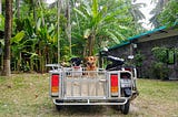 Protecting Vulnerable Dogs on a Small Thai Island