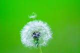 A single erect dandelion, a white pappus against a vividly green background