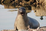 Picture of a northern elephant seal on the beach, looking into the camera with her mouth open.
