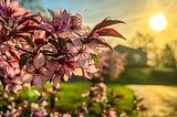 Blossoms on a crab apple tree, lit by the morning sun