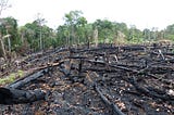 The Amazon Rainforest Is Burning and You Can Help: Stop Eating Beef