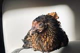 Why I Keep My Pet Chicken Indoors
