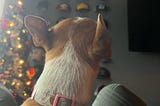 Photo of back of dog and Christmas tree