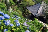 Hydrangeas from Donny and Cheesie’s visit to Kamakura in 2021 where the topic of this article first was discovered.