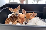 What It’s Like to Rescue Two Little Fawns