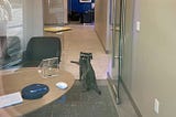 A photo of a typical bank office showing a grey carpet and office furniture, plus two raccoons looking slightly caught