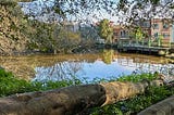 Two Long-Lost San Francisco Creeks Could Soon See the Light of Day