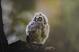 Why Florence Nightingale Used to Carry an Owl in Her Pocket