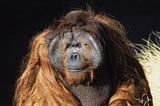 6 fascinating facts about California: hero orangutan and dirtbag dope edition