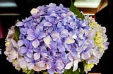 A bunch of blue hydrangeas in a vase on the keys of an open upright piano.