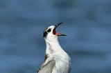 A shouting bird standing on top of a wooden pillar with the open sea in the background.