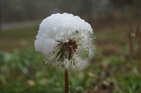Ice on a flower