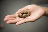 One of the Oldest Spuds In the World Is Poised For a Comeback