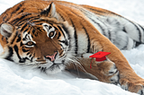 A beautiful tiger laying on his right side in the snow, staring into the camera
