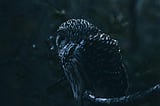A dark black owl sitting on a tree branch with a black night background