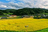 A ripe rice fields ready to be harvested in the countryside of Japan