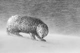 An arctic fox huddles against the snow.