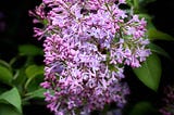 Lilacs in Springtime