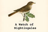 A Watch of Nightingales: The Origin Story of Collective Terms for Animals