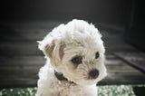 Dogs Know Everything Worth Knowing