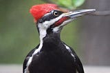 Black bird with a bright red crown and a white racing strip, with a powerful long beak. The Pileated Woodpecker looks a lot like the dinosaur it is, actually.