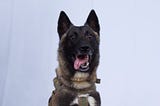 A photo of Conan, a female Belgian Malinois military working dog.