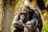 A gorilla sits with its legs drawn up to its chest and its arms resting on its knees.
