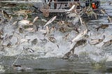 A Huge Underwater Electric Fence Is the Great Lakes’ Big Hope Against a Carp Invasion