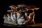 The Case for Psychedelics for Depression Is Getting Stronger