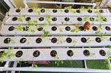 Experience with Hydroponic Systems in zero direct sunlight balcony -India