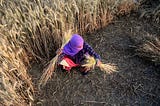 We Must Help Farmers Prepare for a Transformed Climate. This Scientist Is Showing Us How.