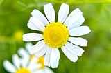 A flower with white petals and a yellow centre, in the background, a couple of other flowers of the same type can be seen (out of focus), along with blurred green grass — the flowers are identified as German Chamomile, a plant that studies have found may help relieve certain types of anxiety. This won’t help relieve a panic attack while it’s happening. Reading the poem will, however, share information that can give panic attack relief.