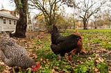 Chickens roaming in a yard in the fall.