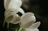 white tulips blooming, illuminated, in the the dark, follow the heart trail | nature photography | © pockett dessert. All rights reserved.