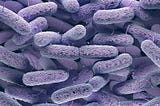 A super close up of Enterobacteriaceae bacteria.