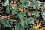 Three leaf clovers nestled in a bunch, surrounded by dead leaves.