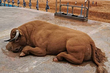 These Sand Sculptures of Animals Are Amazingly Realistic