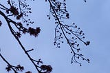 Buds upon the branches of a new tree, the clear sky is a soft blue in the background