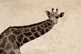 How Necking Shaped the Giraffe