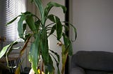 a houseplant (small tree) with yellowing, curled leaves, in a low-lit living room