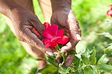 My Garden Is My Healing Space