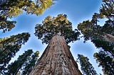 The Sequoia and the Spillikin