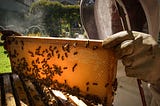 Ticking mite bomb: Inside the civil war between the Peninsula’s beekeepers