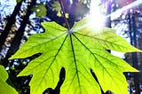 Single large green leaf illuminated by the sun. The Bigleaf Maple (Acer macrophyllum), also known as the Oregon maple, is a deciduous, long-lived tree native to the Pacific Northwest.